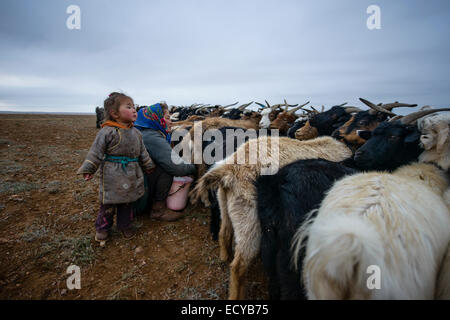 I nomadi mongoli mungere le capre sul deserto del Gobi, Mongolia Foto Stock