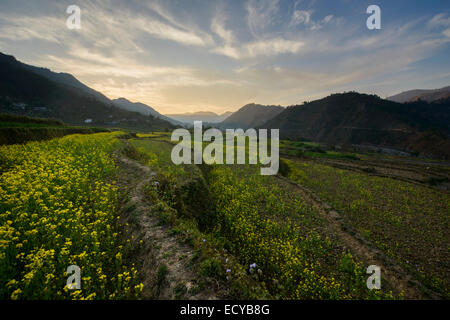 Fiori gialli terrazze lungo il Siddharta autostrada, Nepal Foto Stock