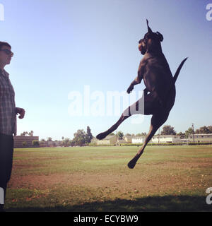 Uomo caucasico guardando il salto del cane in posizione di parcheggio Foto Stock