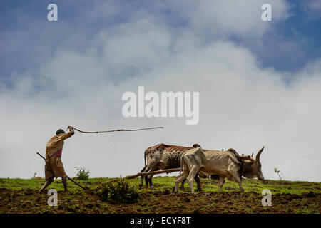 Un uomo Tigrayan lavorando nel suo campo, Simien Mountains, Etiopia Foto Stock