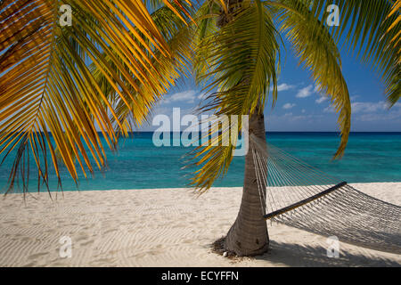 Palm Tree e amaca lungo la spiaggia Seven-Mile, Grand Cayman, Isole Cayman, West Indies Foto Stock