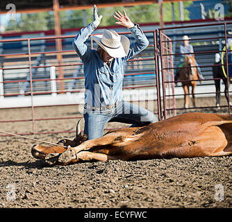 Cowboy caucasica legatura di bovini in rodeo sul ranch Foto Stock