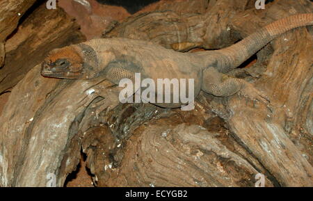 Nord America Chuckwalla comune (Sauromalus ater, precedentemente Sauromalus obesus) Foto Stock