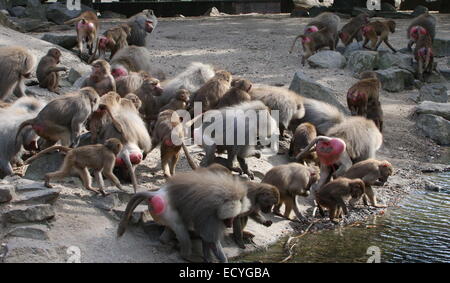 Molto grande truppa di Hamadryas babbuini (Papio hamadryas) a zoo Emmen, Paesi Bassi Foto Stock