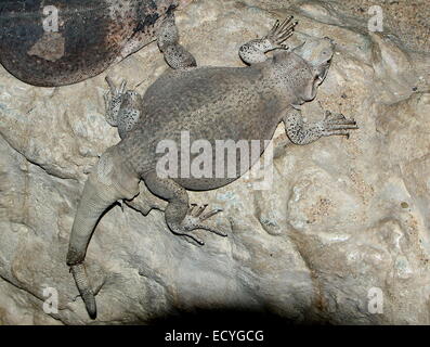 Dimora del deserto del nord America Chuckwalla comune (Sauromalus ater, precedentemente Sauromalus obesus), visto dall'alto verso il basso Foto Stock