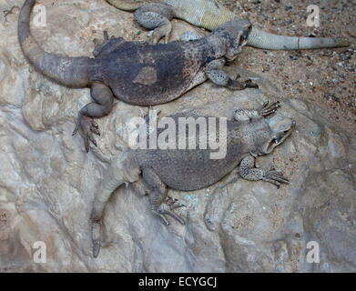 Coppia di North American Chuckwallas comune (Sauromalus ater, precedentemente Sauromalus obesus), visto dal di sopra Foto Stock