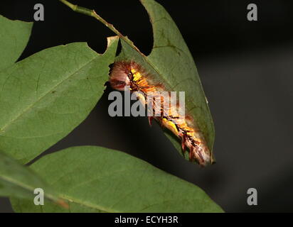 Caterpillar colorati del Sud Americano Morpho blu o imperatore butterfly (Morpho peleides) Foto Stock