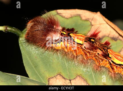 Caterpillar colorati del Sud Americano Morpho blu o imperatore butterfly (Morpho peleides) Foto Stock