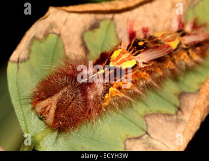 Caterpillar colorati del Sud Americano Morpho blu o imperatore butterfly (Morpho peleides) Foto Stock