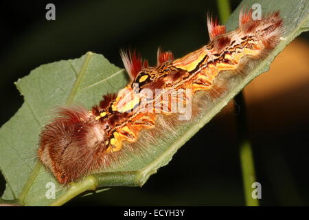 Caterpillar colorati del Sud Americano Morpho blu o imperatore butterfly (Morpho peleides) Foto Stock