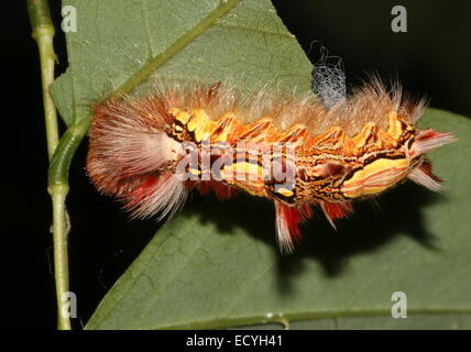 Caterpillar colorati del Sud Americano Morpho blu o imperatore butterfly (Morpho peleides) Foto Stock