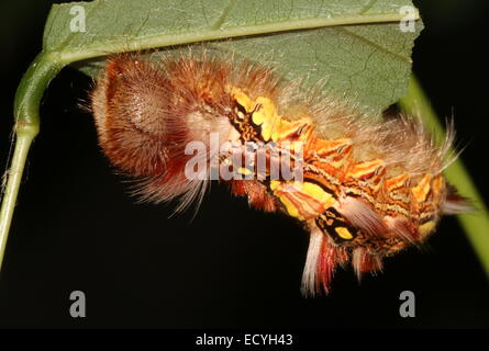 Caterpillar colorati del Sud Americano Morpho blu o imperatore butterfly (Morpho peleides) Foto Stock