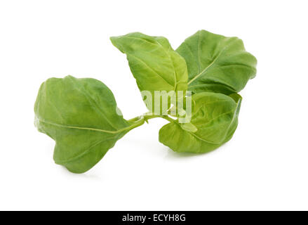 Rametto di foglie di basilico fresco, isolato su sfondo bianco Foto Stock