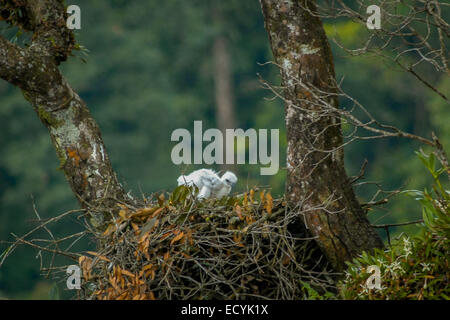 L'aquila di Javan-Hawk (neonato) sul suo nido in cima ad un albero di rasamala vicino al confine del Parco Nazionale di Gede Pangrango. Foto Stock