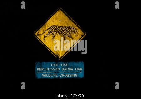 Segnaletica di attraversamento della fauna selvatica con un disegno del leopardo Javan (Panthera pardus melas) presso l'area geotermica di Chevron sul Monte Salak, Sukabumi, Giava Occidentale. Foto Stock