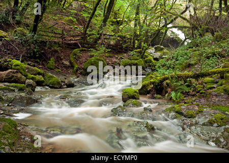 CALIFORNIA - cataratta superiore cade sulla cataratta Creek Trail nel Marin acqua comunale distretto sul Monte Tamalpais. Foto Stock