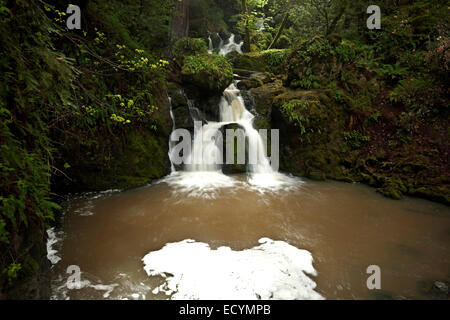 CALIFORNIA - piccola cascata lungo la cataratta Creek Trail nel Marin acqua comunale distretto sul Monte Tamalpais. Foto Stock