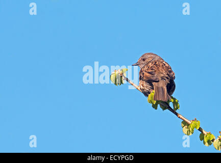 Dunnock (Hedge Sparrow)- Prunella modularis. Foto Stock