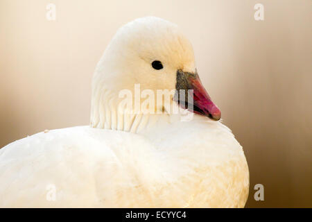 Ross' Goose Anser rossii Apache del Bosque National Widlife rifugio, Nuovo Messico, Stati Uniti 15 dicembre adulto Anati Foto Stock