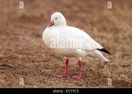 Ross' Goose Anser rossii Apache del Bosque National Widlife rifugio, Nuovo Messico, Stati Uniti 15 dicembre adulto Anati Foto Stock