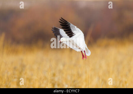 Ross' Goose Anser rossii Apache del Bosque National Widlife rifugio, Nuovo Messico, Stati Uniti 15 dicembre adulto Anati Foto Stock