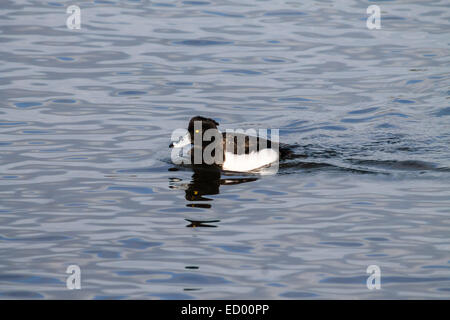 Comune (Goldeneye Bucephala clangula), medie mare duck, nuoto nel laghetto. Foto Stock