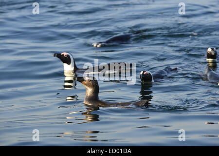 Nuoto i Penguins africani. Spheniscus demersus) Foto Stock