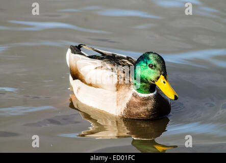 Adulto Mallard Drake, nuoto nel laghetto e preening. Foto Stock