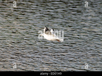 Gabbiano comune (Larus canus) volando sopra il laghetto. Vista laterale. Foto Stock