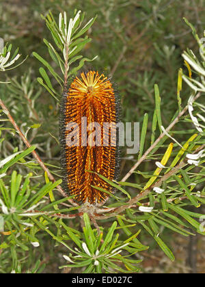 Cilindrico grande arancione e nero fiore di Banksia spinulosa, tornante Banksia, circondato da fogliame color smeraldo nella foresta NSW Foto Stock