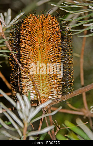 Cilindrico grande arancione e nero fiore di Banksia spinulosa, tornante Banksia, con fogliame in foresta nel NSW Australia Foto Stock