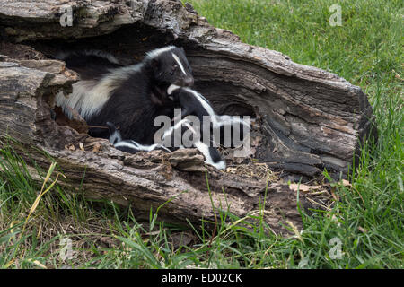 Madre di skunk il sollevamento di un cucciolo dalla sua lettiera, nei pressi di arenaria, Minnesota, Stati Uniti d'America Foto Stock