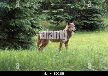 Lupo grigio in piedi in un prato, nei pressi di arenaria, Minnesota, Stati Uniti d'America Foto Stock