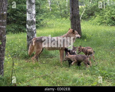 Lupo grigio in piedi sotto la pioggia con quattro cuccioli, nei pressi di arenaria, Minnesota, Stati Uniti d'America Foto Stock