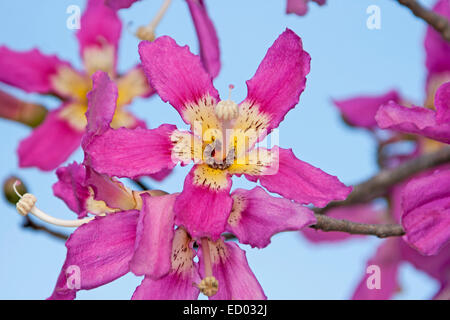 Cluster di rosa brillante con fiori di colore bianco e giallo di centri di Ceiba speciosa syn. Chorisia speciosa, con sullo sfondo di un cielo blu Foto Stock