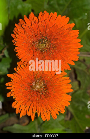 Due brillante arancio / rosso doppio fiori di Gerbera con strati multipli di petali contro lo sfondo di verde smeraldo di fogliame Foto Stock