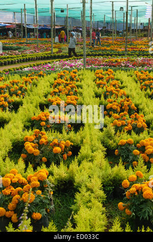 Il Kerala, India - Thekkady spring festival dei fiori, con luna park e bancarelle, celebrazione e grave concorrenza di giardinaggio. Foto Stock