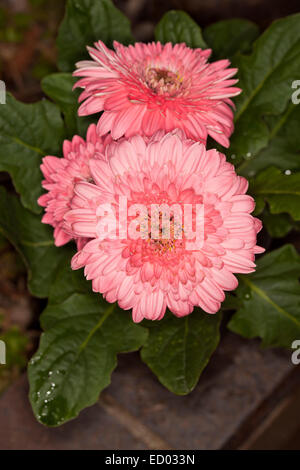 Tre vivaci doppia pink gerbera fiori con gocce di pioggia / rugiada su petali di fiori e verde scuro fogliame circostante Foto Stock