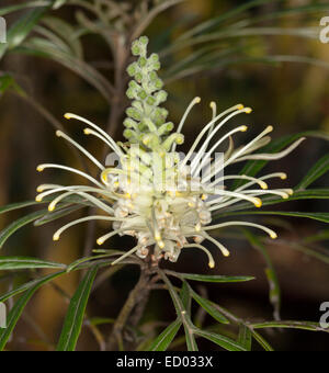 Cremoso fiore bianco di Grevillea banksii alba, un australiano vegetale nativo nel selvaggio, sullo sfondo di foglie di colore verde scuro Foto Stock