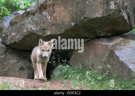 Lupo grigio pup sotto la pioggia, nei pressi di arenaria, Minnesota, Stati Uniti d'America Foto Stock