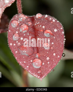 Cuore rosso a forma di foglia Loropetalum chinensis fringe fiore, con le gocce di pioggia luccicante come gioielli - Contro il verde scuro bkgrd Foto Stock