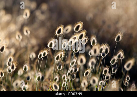 Erba di cotone (Eriophorum) fioritura piante litoranee sullo sfondo della natura Foto Stock