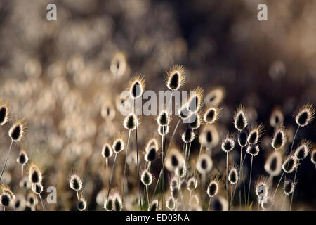 Erba di cotone (Eriophorum) fioritura piante litoranee sullo sfondo della natura Foto Stock