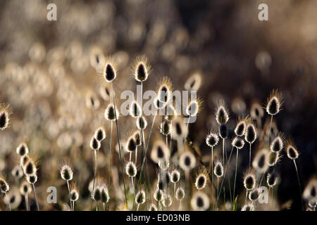 Erba di cotone (Eriophorum) fioritura piante litoranee sullo sfondo della natura Foto Stock