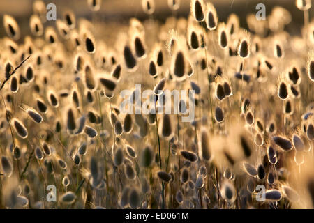 Erba di cotone (Eriophorum) fioritura piante litoranee sullo sfondo della natura Foto Stock