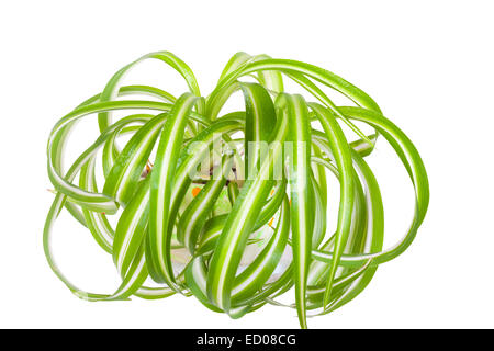 Chlorophytum nel vaso di fiori isolati su sfondo bianco Foto Stock