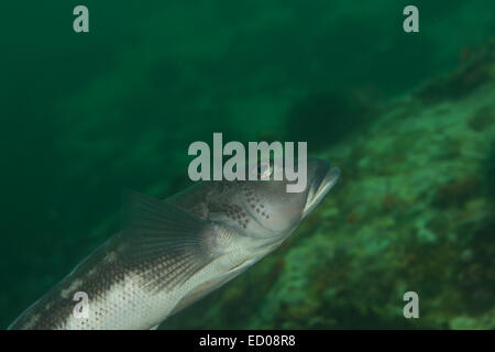 Blue cod,fiordland, Nuova Zelanda Foto Stock