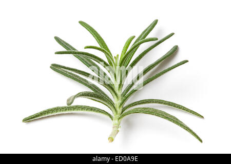 Immagine di un Rosmarino foglia isolato su bianco Foto Stock