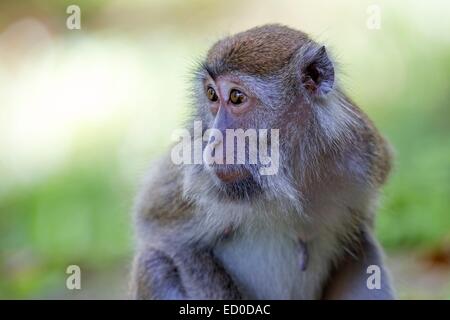 Malaysia, stato di Sarawak, Bako National Park, Macachi mangiatori di granchi o lunga coda Macaque (Macaca fascicularis) Foto Stock