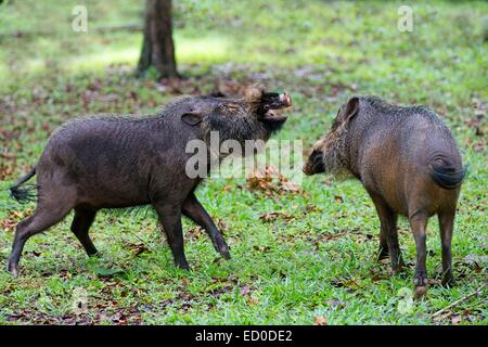 Malaysia, stato di Sarawak, Bako National Park, Bornean barbuto maiale (Sus barbatus), lotta tra 2 maschi Foto Stock